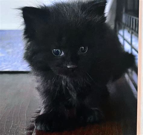 Black Maine Coon Mix Kitten