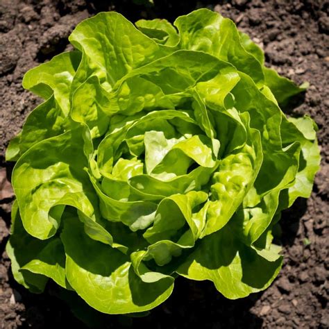 Lettuce - sowing, growing and caring for the many varieties all year long