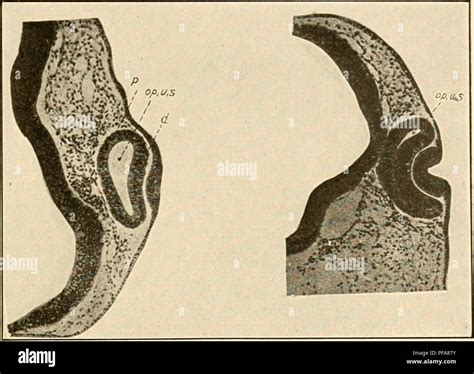 Optic vesicle hi-res stock photography and images - Alamy