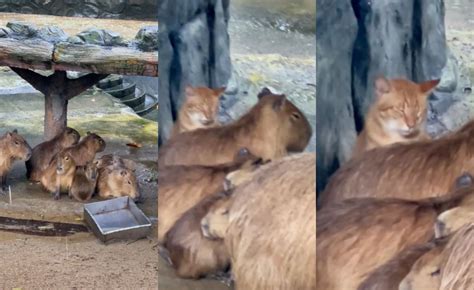 Its Oyen” Photo Of Orange Cat In Capybara Enclosure Goes Viral