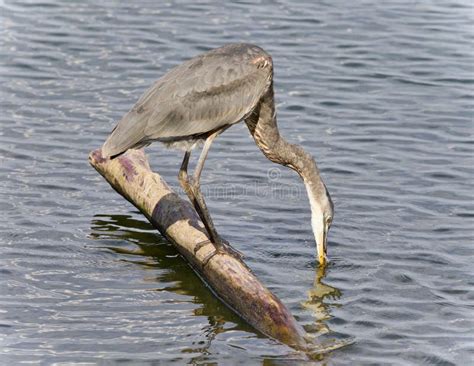 Postal Con Un Agua Potable De La Garza De Gran Azul Imagen De Archivo