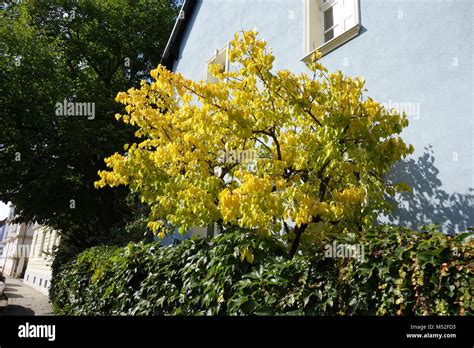 Prunus armeniaca, Apricot, autumn leaves Stock Photo - Alamy