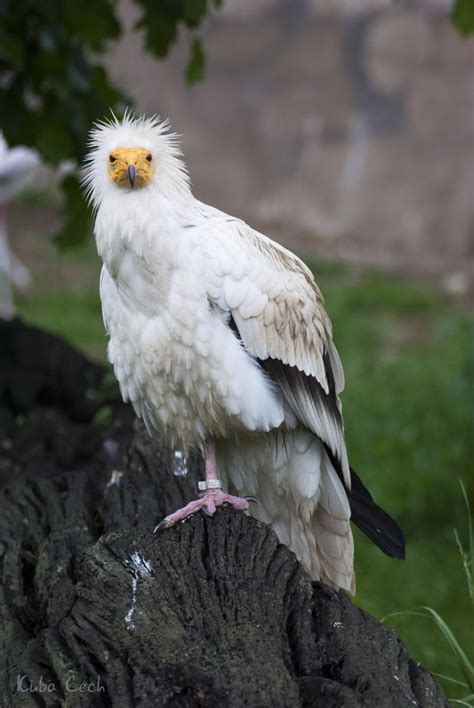 Are Birds Land Animals