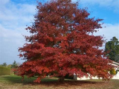 Quercus Rubra Red Oak Long Island Natives