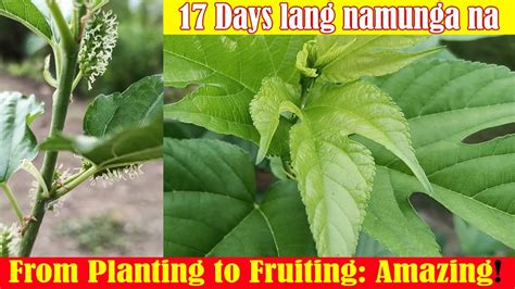 Days To Fruit Nakakagulat Na Pagbubunga Ng Mulberry Cuttings Youtube