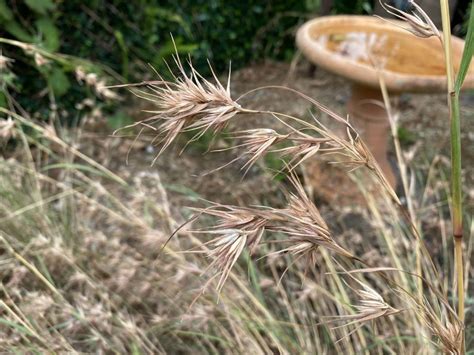 Themeda triandra | Australian Plants Society