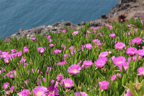 Carpobrotus Hot Pink Pig Face 6 Pot Hello Hello Plants Garden