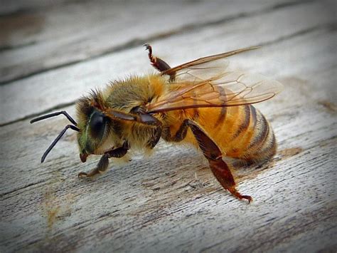 bee   sort  cute bee     bee feet