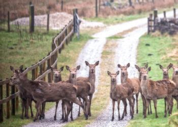 Jogo De Matematica Poki - Deer - Peak District Photos