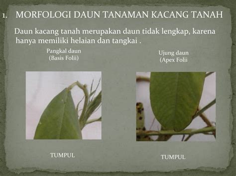 Morfologi Tanaman Kacang Tanah Ppt