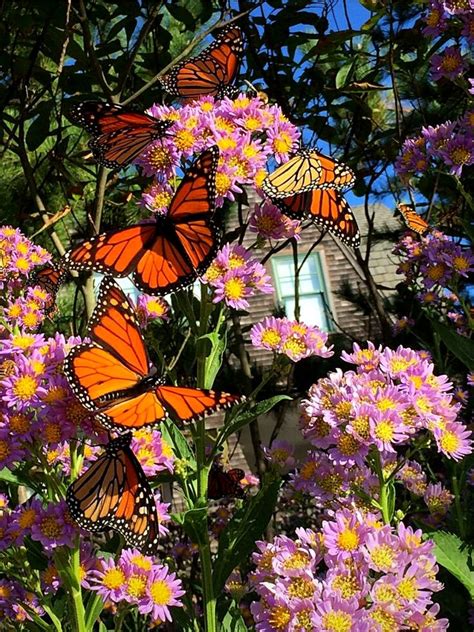 Monarch Waystations Usher The Colors Of Butterflies To Your Garden Art