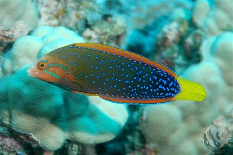Red Coris Wrasse Foxy Saltwater Tropicals