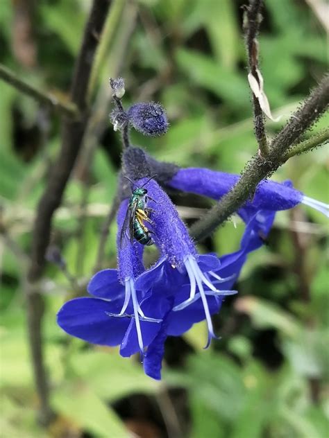 Salvia Sagittata Arrowleaf Sage North Carolina Extension Gardener