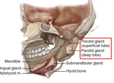 Gross Anatomy Of Salivary Glands Flashcards Quizlet