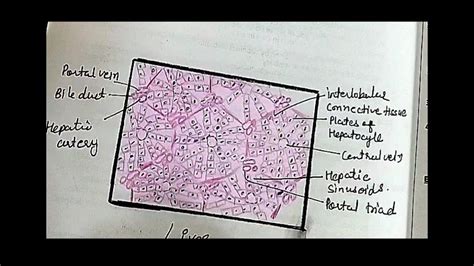 Pineal Gland Histology Labeled