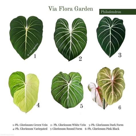 Philodendron Gloriosum Dark Vs Regular Vs Round Form Philodendron