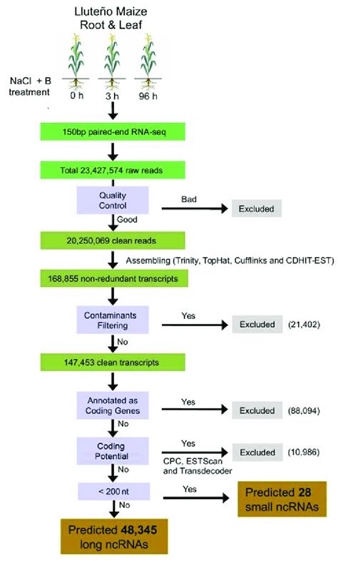 General Flowchart Of The Pipeline Used To Identify The Repertoire Of