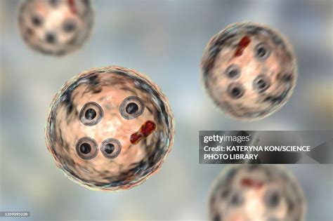 Cysts Of Entamoeba Histolytica Protozoan Illustration High Res Vector Graphic Getty Images