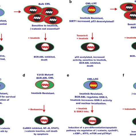 Positive Effects Of Gsk 3 On Wntβ Catenin Signaling This Figure Is Download Scientific