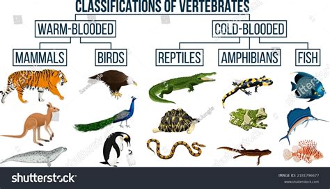 Vertebrate Examples