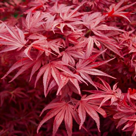 Acer Palmatum Skeeters Broom Japanese Maple