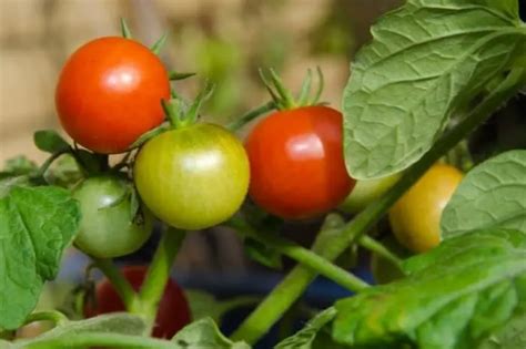 Disease Resistant Tomatoes Top List Of Varieties Grower Today