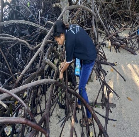 Mahasiswa Magang Mengamati Propagul Mangrove TN Komodo Ditjen