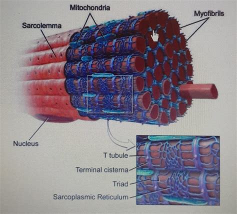 [solved] Sarcomere Model Review Activity Course Hero