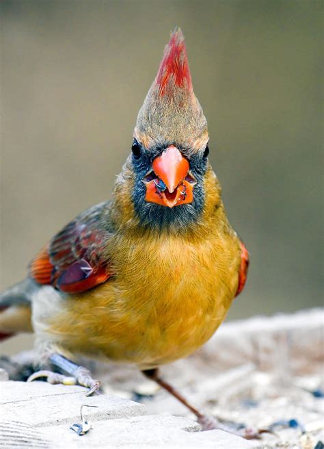 Female Cardinal Bird 19572659 Stock Photo at Vecteezy