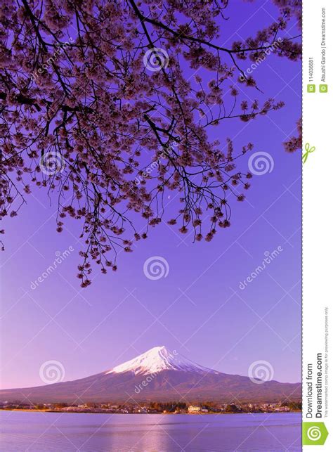 Cherry Blossoms and Mt. Fuji from the Lake`Kawaguchiko` Japan Stock ...