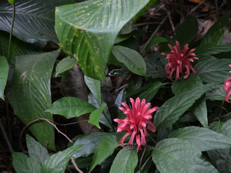 Ibge Analisa Dados Sobre A Biodiversidade Brasileira