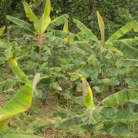 Pdf La Culture Des Bananiers Et Plantains Dans Les Zones