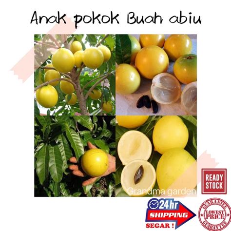 Gg Real Plant Anak Pokok Buah Abiu Pouteria Caimito Cepat Berbuah