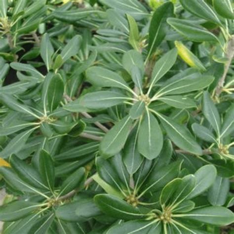 Pittosporum ‘green The Home And Garden Center