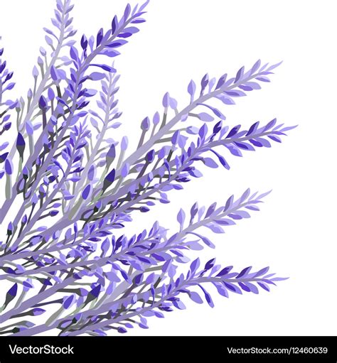 Lavender flower in watercolor paint style Vector Image