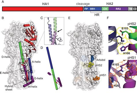 Universal Stabilization Of The Influenza Hemagglutinin By Structure