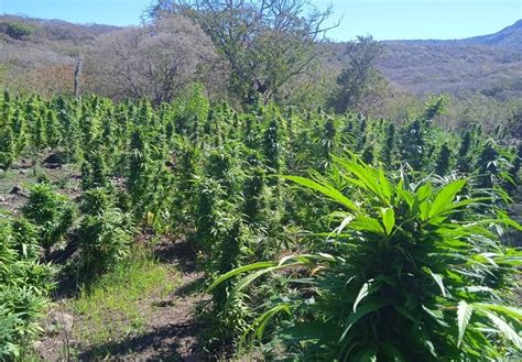 Incineran 8 Mil Plantas De Marihuana En Mascota Reporte Diario Vallarta