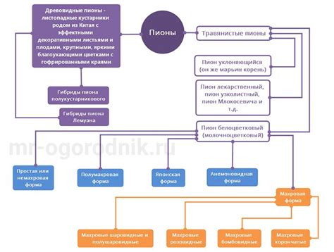 Виды пионов с фото и описаниями. Посадка и уход за цветами