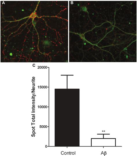 Quantification Of Synapsin Immunostaining In Mature Rat Hippocampal