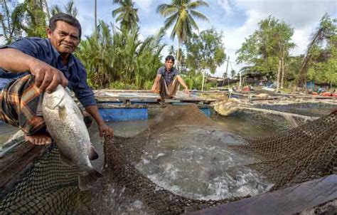 Kaedah Penternakan Ikan Yang Lama Dustinilpatrick