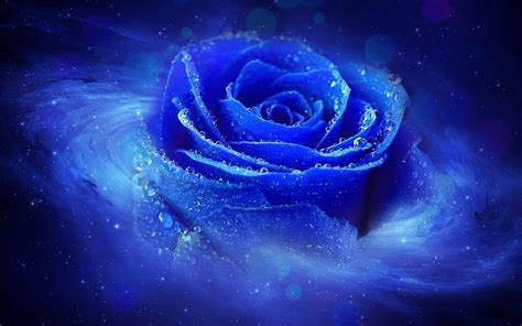 Blue Rose Wallpapers - Top Free Blue Rose Backgrounds - WallpaperAccess