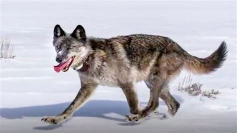 Famed Wolf Killed by Trophy Hunter - Videos from The Weather Channel