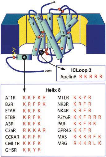 Nuclear Localization Signal Sequences Shown Is A Threedimensional