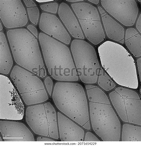 Image Cryogenic Electron Microscope Several Nanoparticles Stock Photo