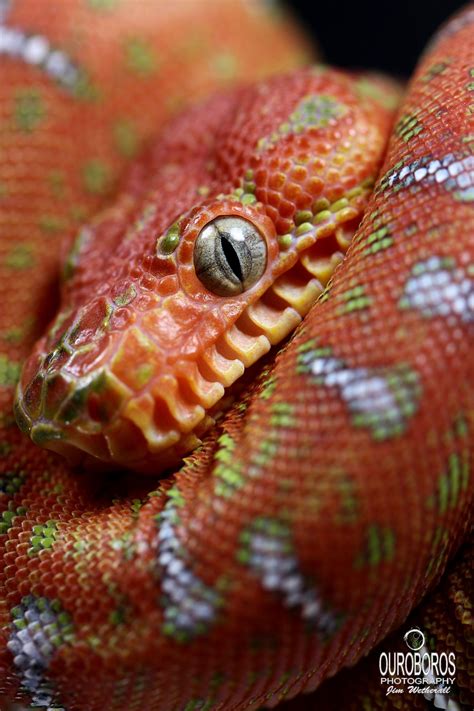 Emerald Tree Boa Corallus Caninus Cute Reptiles Emerald Tree Boa