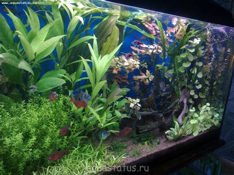 Гигрофила теряет листья