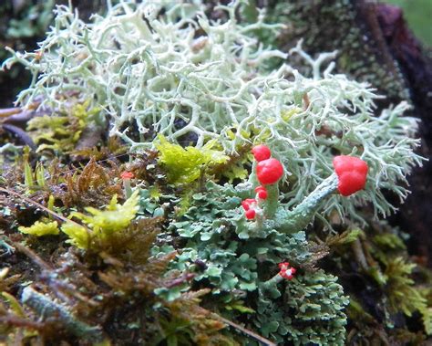 Fungus Garden Photograph by Chad and Stacey Hall - Fine Art America