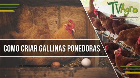 Como Criar Gallinas Ponedoras Tvagro Por Juan Gonzalo Angel Youtube