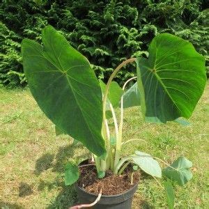 Colocasia esculenta pink China oreille d éléphant Plants Elephant