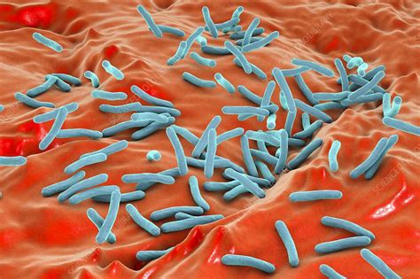 Tuberculosis Bacteria Illustration Stock Image F Science